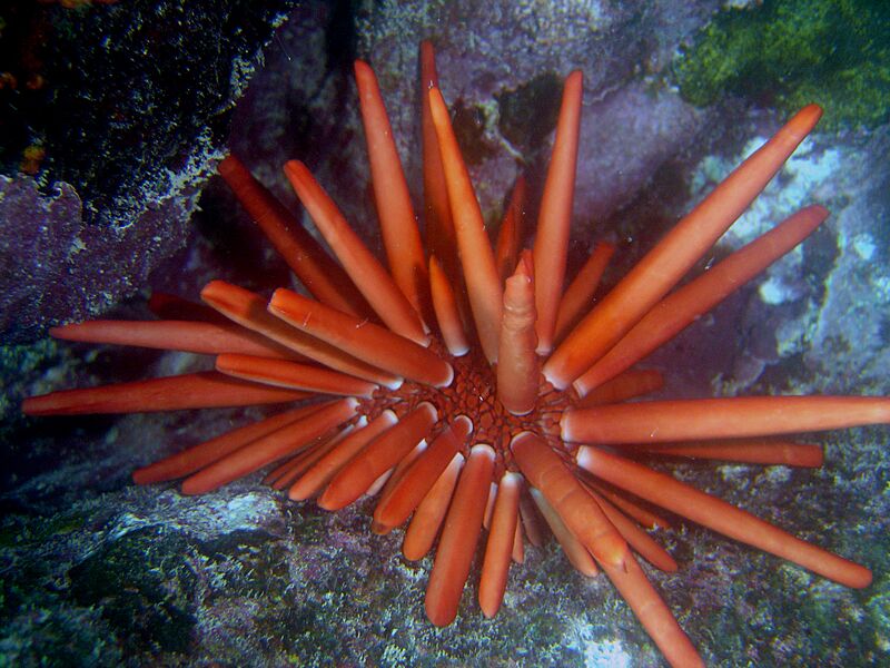 Heterocentrotus mamillatus 1