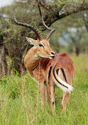 Archivo:ImpalaSerengetiNationalParkMar2011