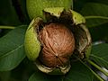 Juglans regia Echte Walnußfrucht 2