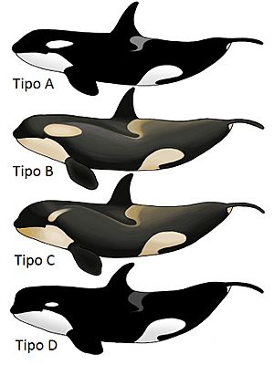 Archivo:Killer Whale Types es