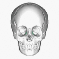 Lacrimal bone - animation