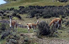 Archivo:Lama guanicoe in Parque Nacional Torres del Paine in Patagonia, Chile