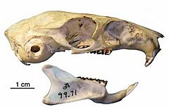 Laonastes aenigmamus skull.jpg