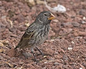 Large Ground Finch.jpg