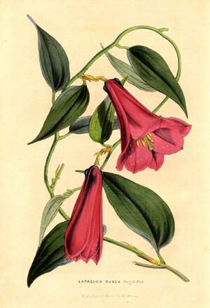 Archivo:Liliaceae Lapageria rosea