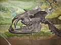 MEF Astrapotherium