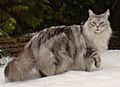 MaineCoonSilverTabby