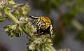 Male Blue Banded Bee Amegilla 02