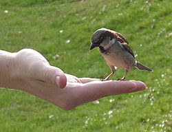 Archivo:Male House Sparrow (Passer domesticus) feeding from hand