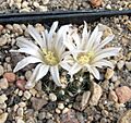 Mammillaria coahuilensis Flower
