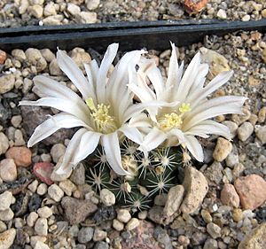 Archivo:Mammillaria coahuilensis Flower