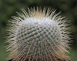 Archivo:Mammillaria dixanthocentron P 325 (8720331304)