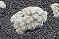 Mammillaria formosa - Guatiza - Jardín de Cactus - Lanzarote - J35