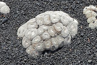 Mammillaria formosa - Guatiza - Jardín de Cactus - Lanzarote - J35.jpg