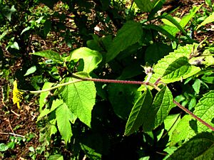 Archivo:Melanthera fauriei (5491217818)