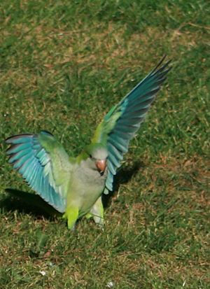 Archivo:Monk parakeet landing No.2