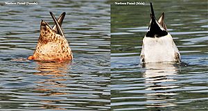 Archivo:Northern Pintails (Male & Female)- Up-ending I 342