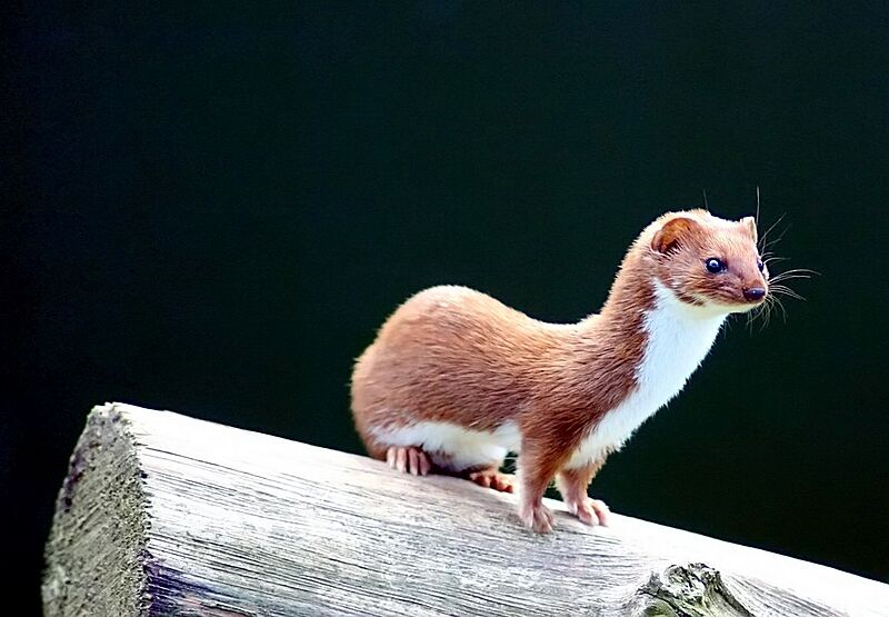 On the lookout...