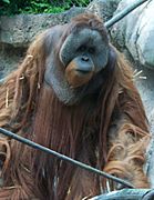 OrangutanP1