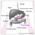Pancreas and nearby organs-es