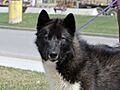 Perro esquimal canadiense 7