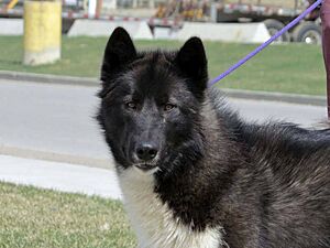 Archivo:Perro esquimal canadiense 7
