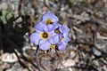 Phacelia fremontii flower in Death Valley