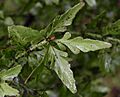 Phyllocladus1769