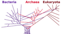 PhylogeneticTree horizontal transfers svg