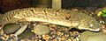 Polypterus weeksii 4