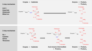 Archivo:Protease mechanisms summary