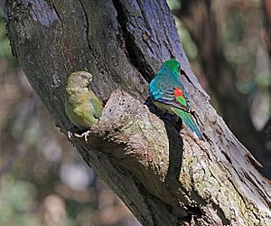 Archivo:Psephotus haematonotus -Crestwood Reserve, Baulkham Hills, Sydney, Australia -pair-8