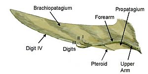 Archivo:Pterosaur wing BW2