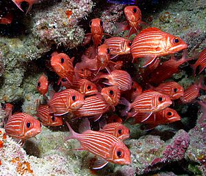 Archivo:Red Fish at Papahānaumokuākea (cropped)