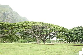 Archivo:Samán-Monkey pod (Samanea saman), Oahu, Hawaii, USA1