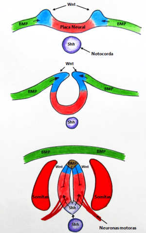 Archivo:Secreción de Sonic hedgehog durante la diferenciación ventral del tubo neural