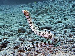 Archivo:Snowflake Moray, Kona, Hawaii (6940089687)
