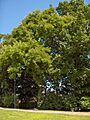 Sophora japonica11