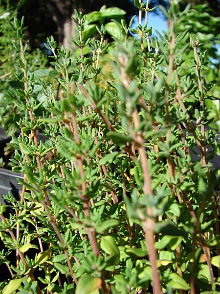 Starr-080812-9699-Thymus vulgaris-leaves-Makawao-Maui (24557417219)