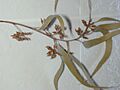 Starr 020203-0001 Eucalyptus camaldulensis