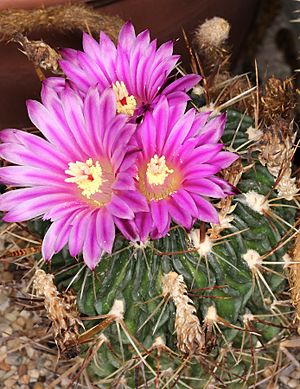 Archivo:Stenocactus multicostatus pm