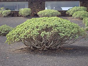 Archivo:Tabaiba Lanzarote