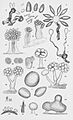 Thaxter-Myxobacteria-2