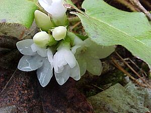 Archivo:Trailing arbutus