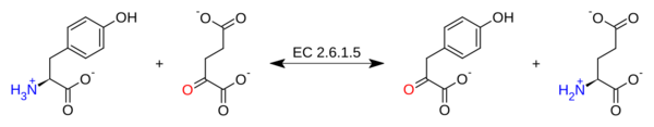 Archivo:Tyrosine aminotransferase