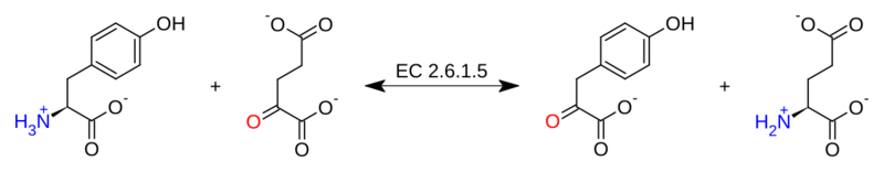 Tyrosine aminotransferase