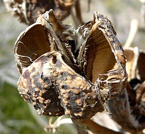Archivo:Yucca whipplei seedpod