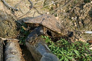 Archivo:2008-08-01 Dead turtle at Brier Creek Reservoir 3