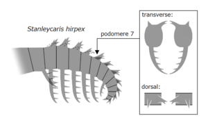 Archivo:20210518 Radiodonta frontal appendage Stanleycaris hirpex