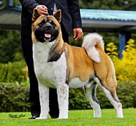 Akita Americano v3